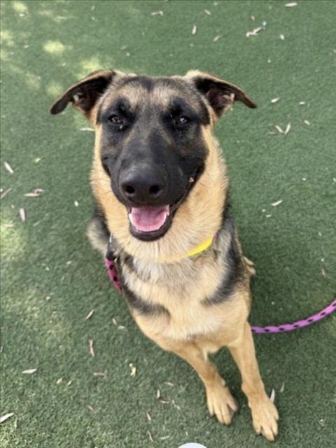 TOFFEE - German Shepherd Dog available for adoption