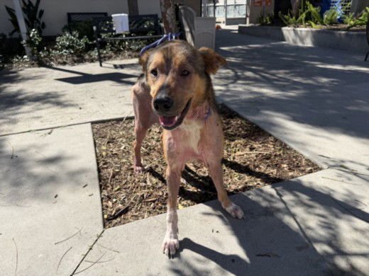 ALF - German Shepherd Dog available for adoption