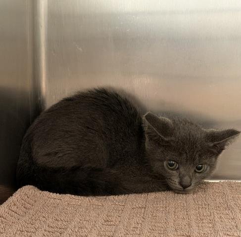 GATSBY - Domestic Short Hair available for adoption