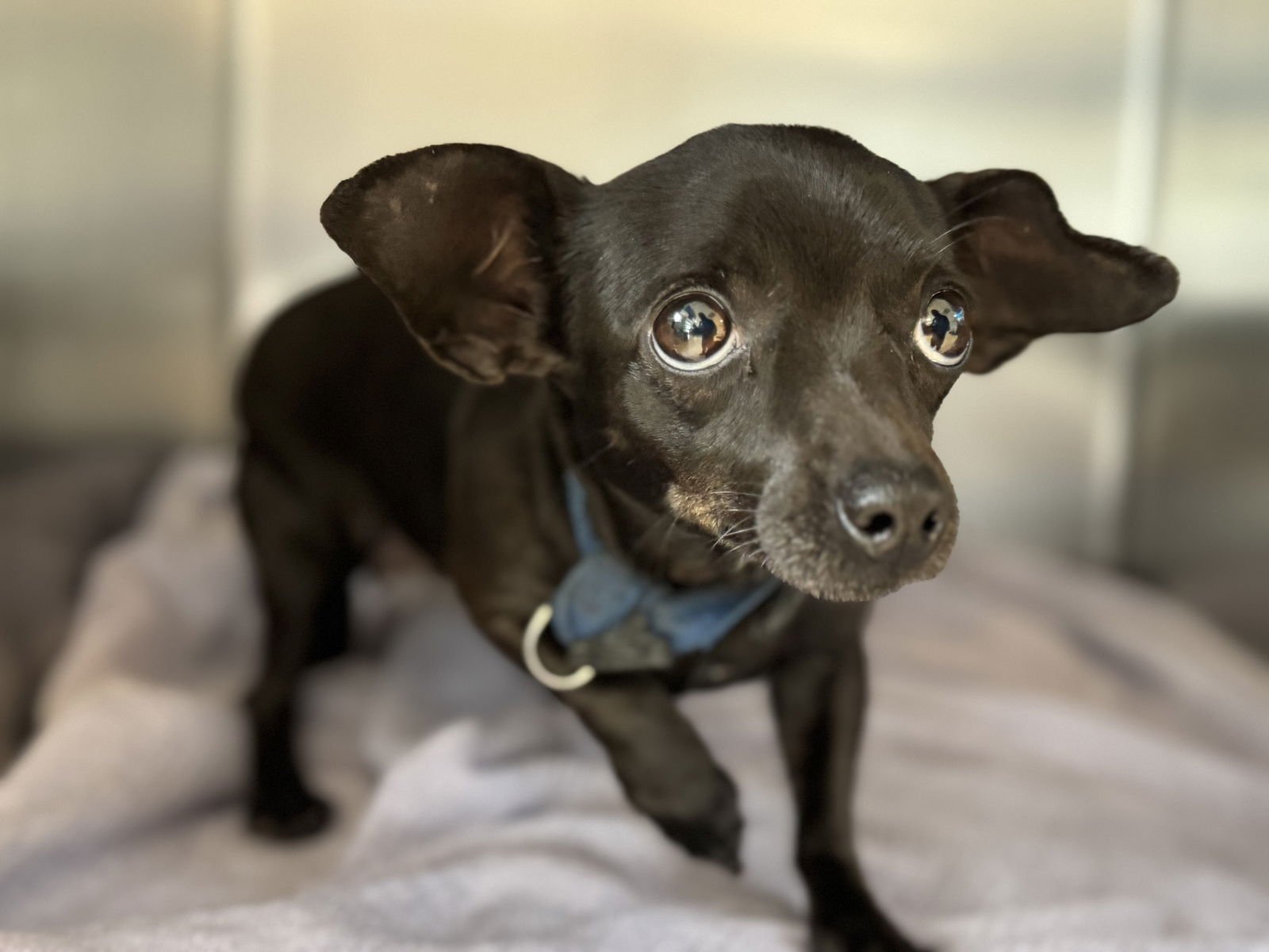 NALA - Chihuahua available for adoption