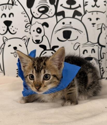 A2280292 - Domestic Short Hair available for adoption