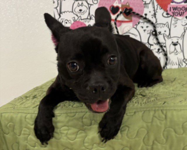 MAIZY - French Bulldog available for adoption
