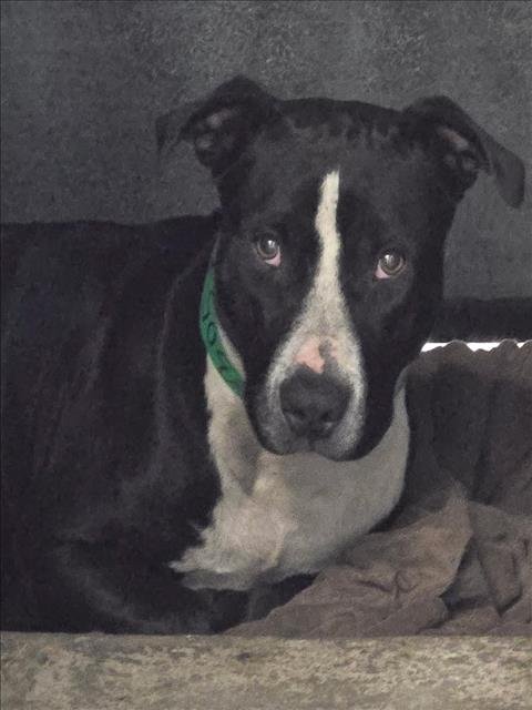 SLEEPY - Pit Bull Terrier available for adoption