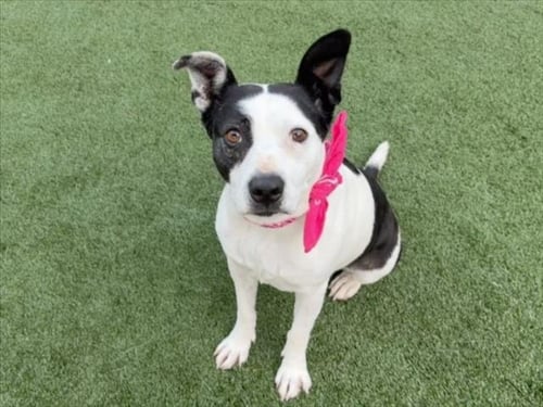 BELLA - Pit Bull Terrier available for adoption