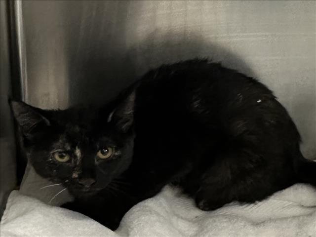 A2252074 - Domestic Short Hair available for adoption