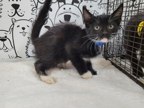 A2287638 - Domestic Short Hair available for adoption