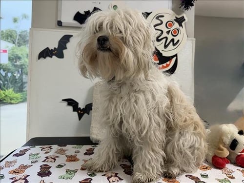 HOLLY - Poodle (Miniature) available for adoption