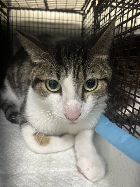 OPIE - Domestic Short Hair available for adoption