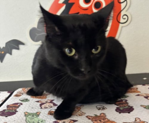 MAGIC - Domestic Short Hair available for adoption