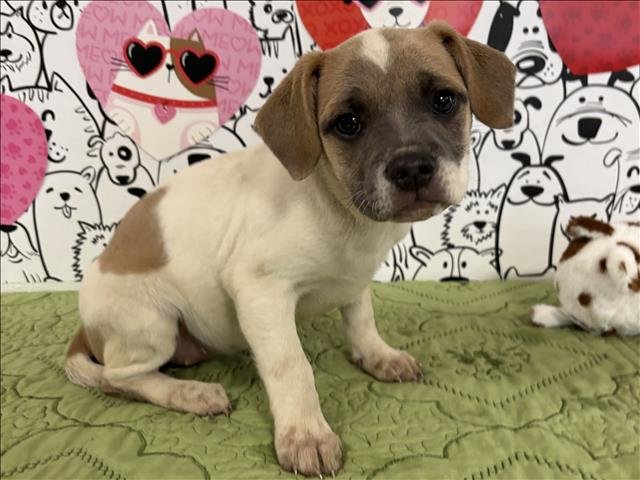 BELLA - Beagle / Papillon available for adoption