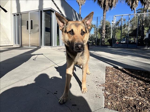 OSO - German Shepherd Dog available for adoption