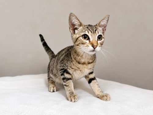BIRDIE - Domestic Short Hair available for adoption