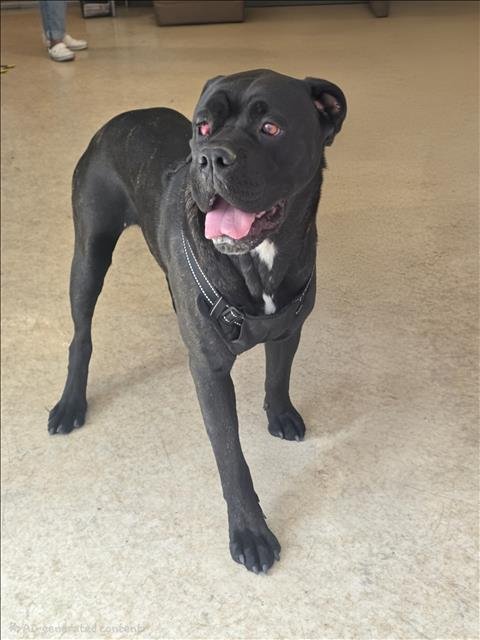 JADA Image