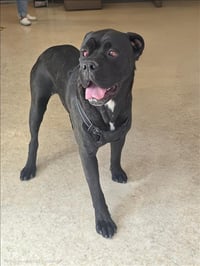 JADA - Photo 1
