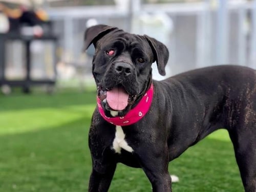 JADA - Cane Corso Mastiff available for adoption