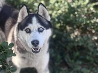 MURDOCK - Photo 1