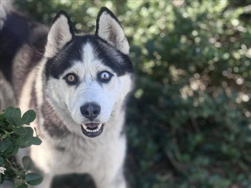 MURDOCK - Siberian Husky available for adoption