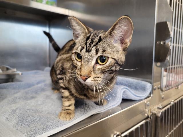 PEPPER - Domestic Short Hair available for adoption