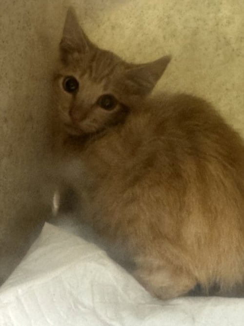 ARMANDO - Domestic Short Hair available for adoption