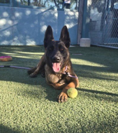 ROXY - Belgian Shepherd Malinois available for adoption