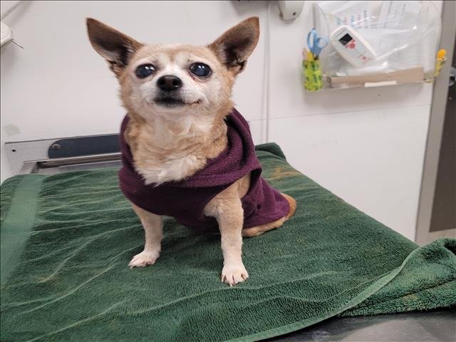 COCO - Chihuahua available for adoption