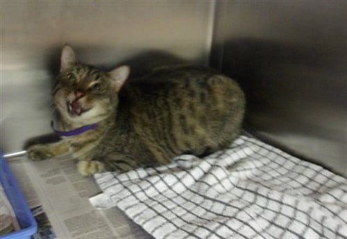 ROSE - Domestic Short Hair available for adoption