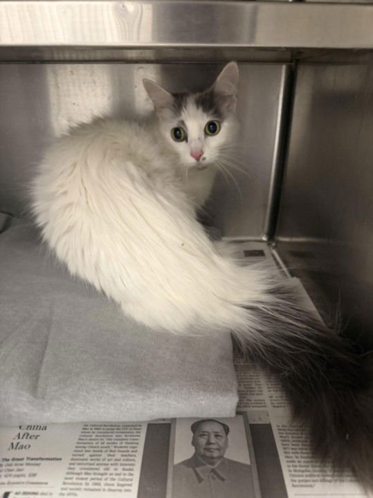 LUNA - Domestic Medium Hair available for adoption