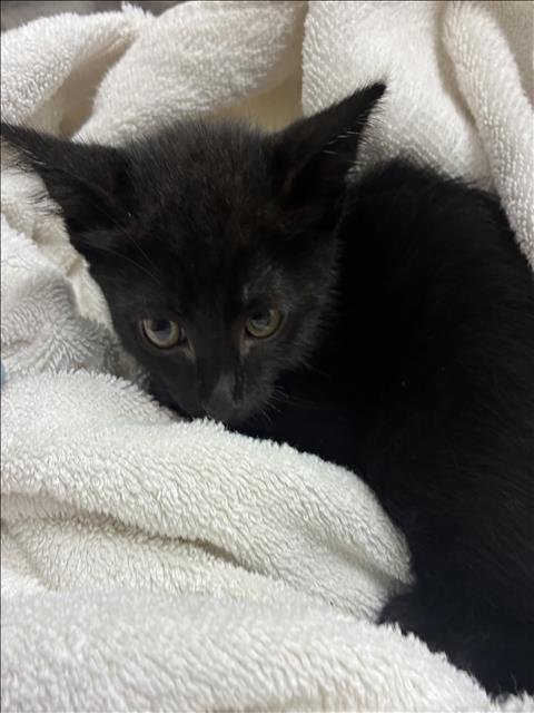 JINSHI - Domestic Short Hair available for adoption