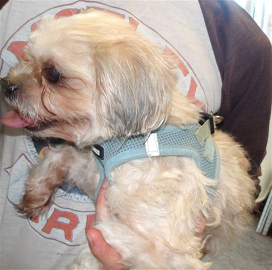 BAMBI - Shih Tzu / Poodle (Miniature) available for adoption