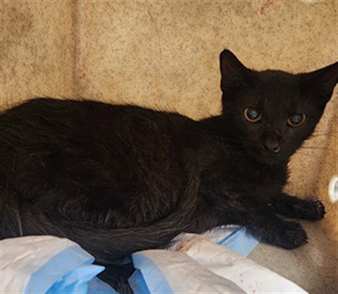 SHYANNE Image
