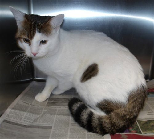 NAGI - Domestic Short Hair available for adoption