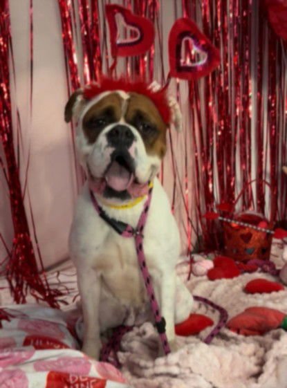 MS PARKER - Boxer available for adoption