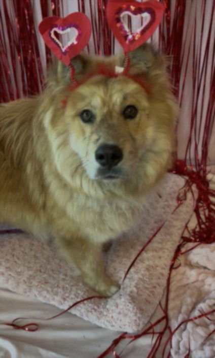LION - Chow Chow available for adoption