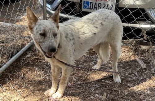BIG BOY - Australian Cattle Dog/Blue Heeler available for adoption