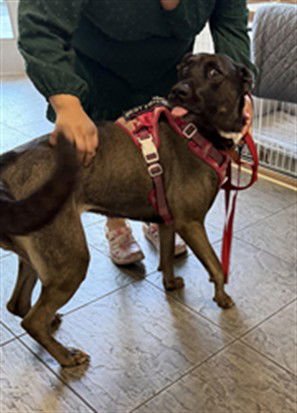 DAISY - Husky available for adoption