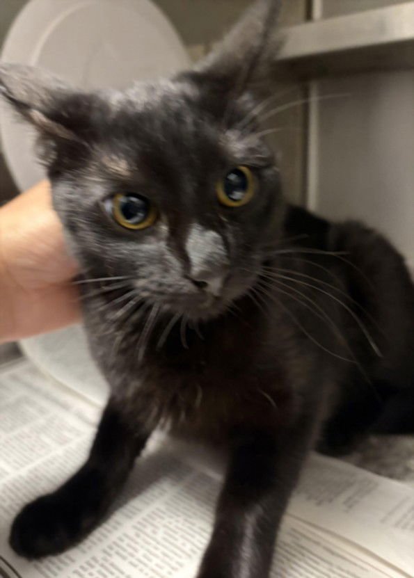 LARISSA - Domestic Short Hair available for adoption