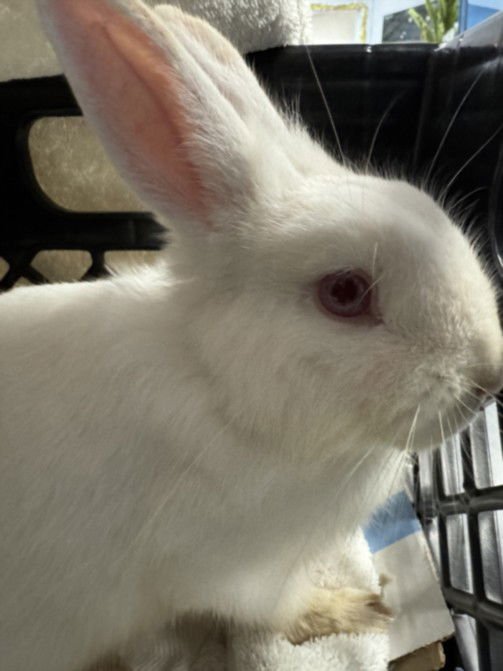 ELSA - Shorthaired Rabbit available for adoption