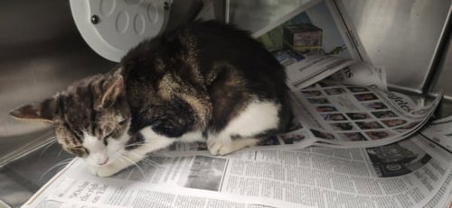 CAPTAIN - Domestic Short Hair available for adoption