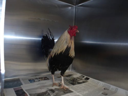 RENE - Chicken available for adoption