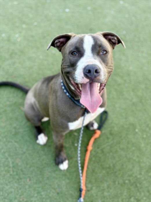 BILLY - Staffordshire Bull Terrier available for adoption