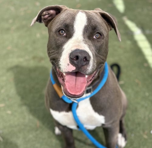 BILLY - Staffordshire Bull Terrier available for adoption