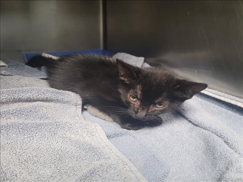 SAKE - Domestic Short Hair available for adoption