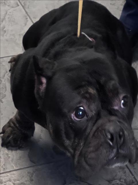 APHRODITE - Bulldog available for adoption