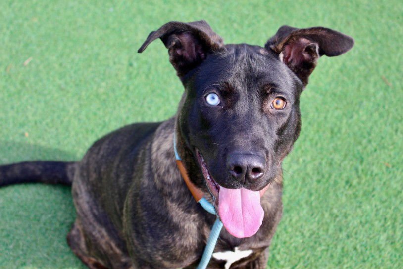 CHAMP - Pit Bull Terrier available for adoption