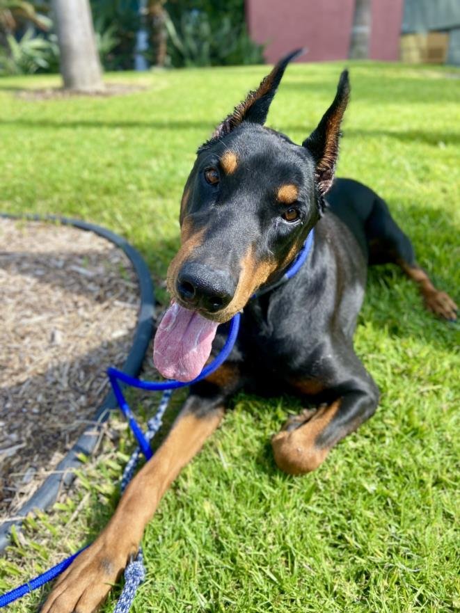 HUNTER - Doberman Pinscher available for adoption