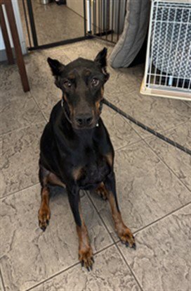 ARIES - Doberman Pinscher available for adoption