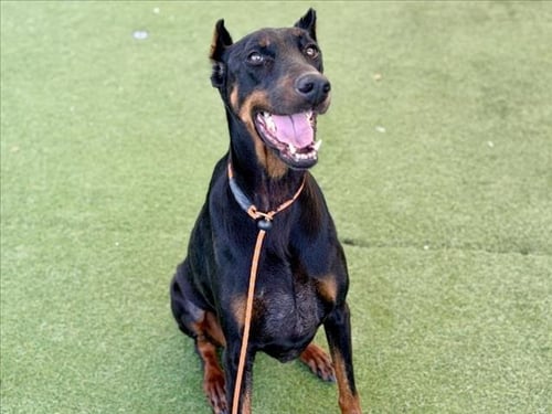 ARIES - Doberman Pinscher available for adoption