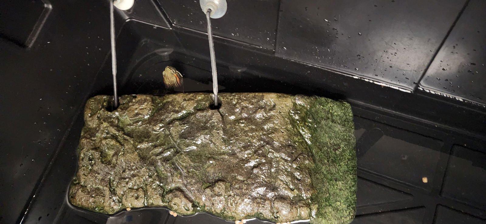 A2252445 - Turtle available for adoption