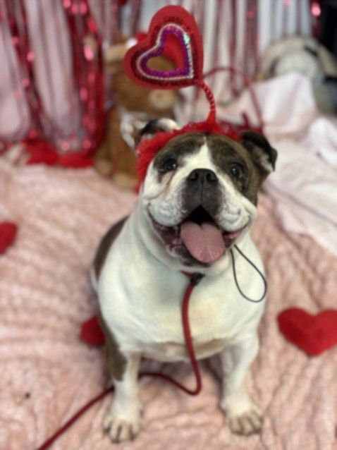 STELLA - English Bulldog available for adoption