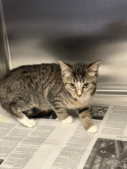 BRUNA - Domestic Short Hair available for adoption